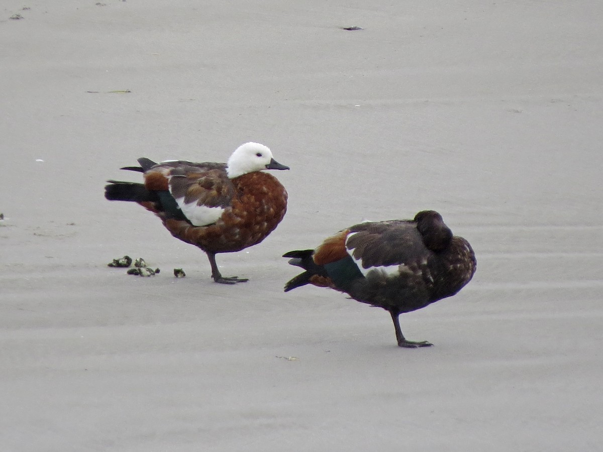 Paradise Shelduck - ML134884051