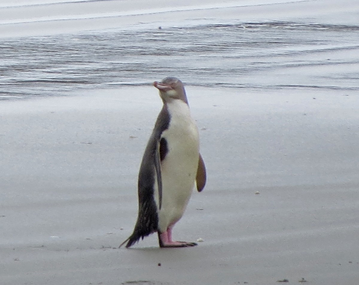 Yellow-eyed Penguin - ML134884601