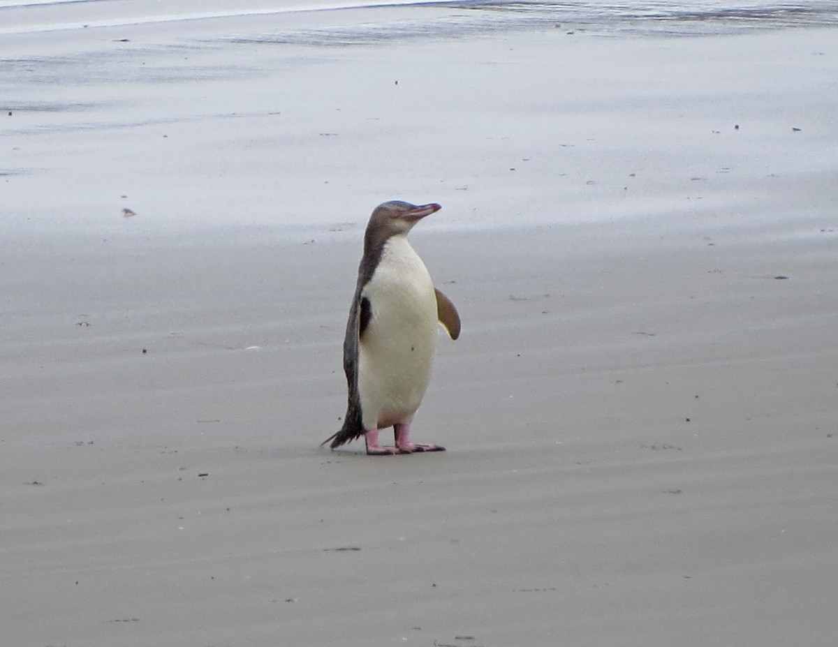 Yellow-eyed Penguin - ML134884621