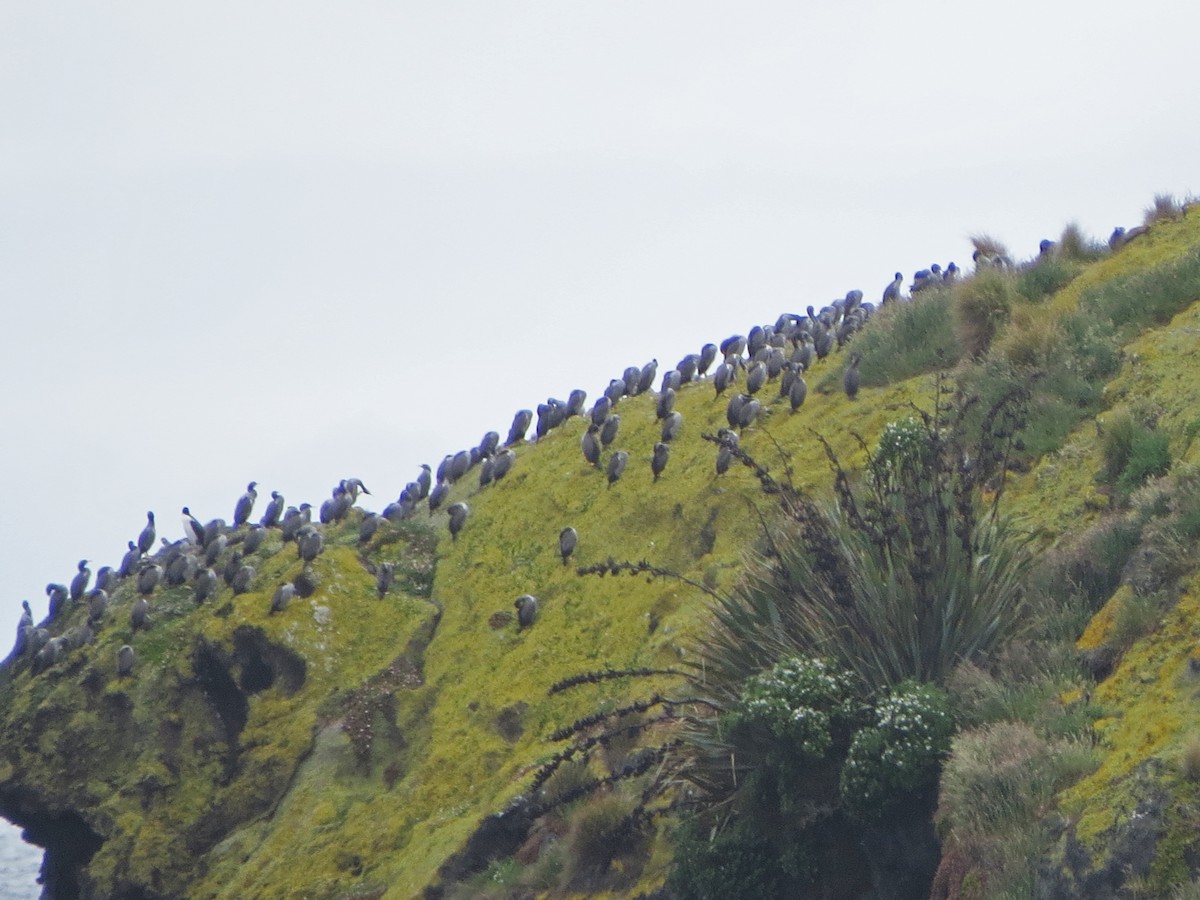 Cormorán Moteado - ML134885131