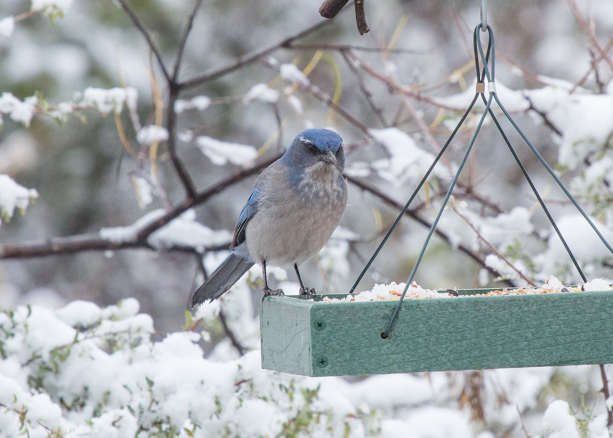 Woodhouse's Scrub-Jay - Laura Erickson