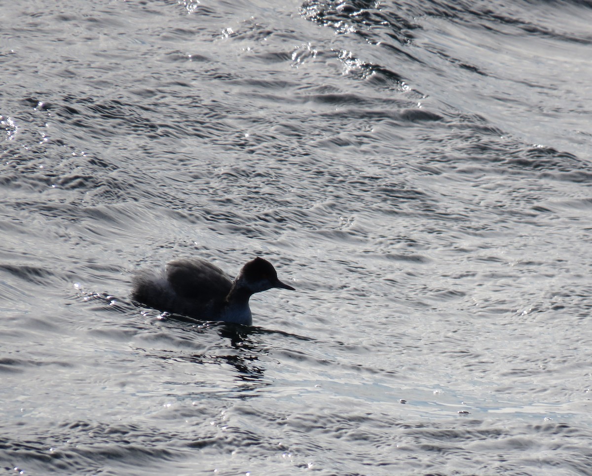 Eared Grebe - ML134886201