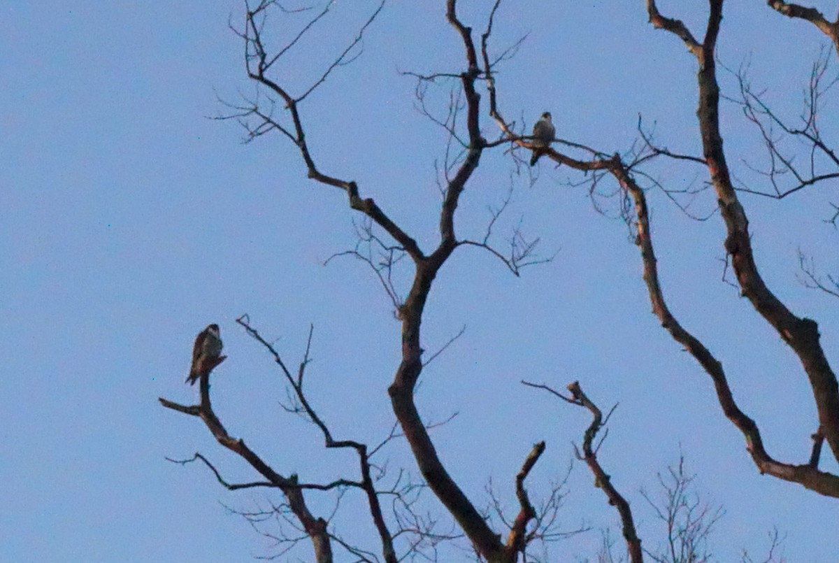 Peregrine Falcon - ML134889501