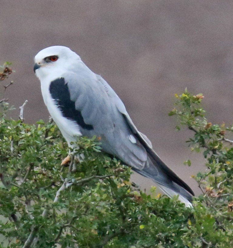 White-tailed Kite - Jordan Roderick