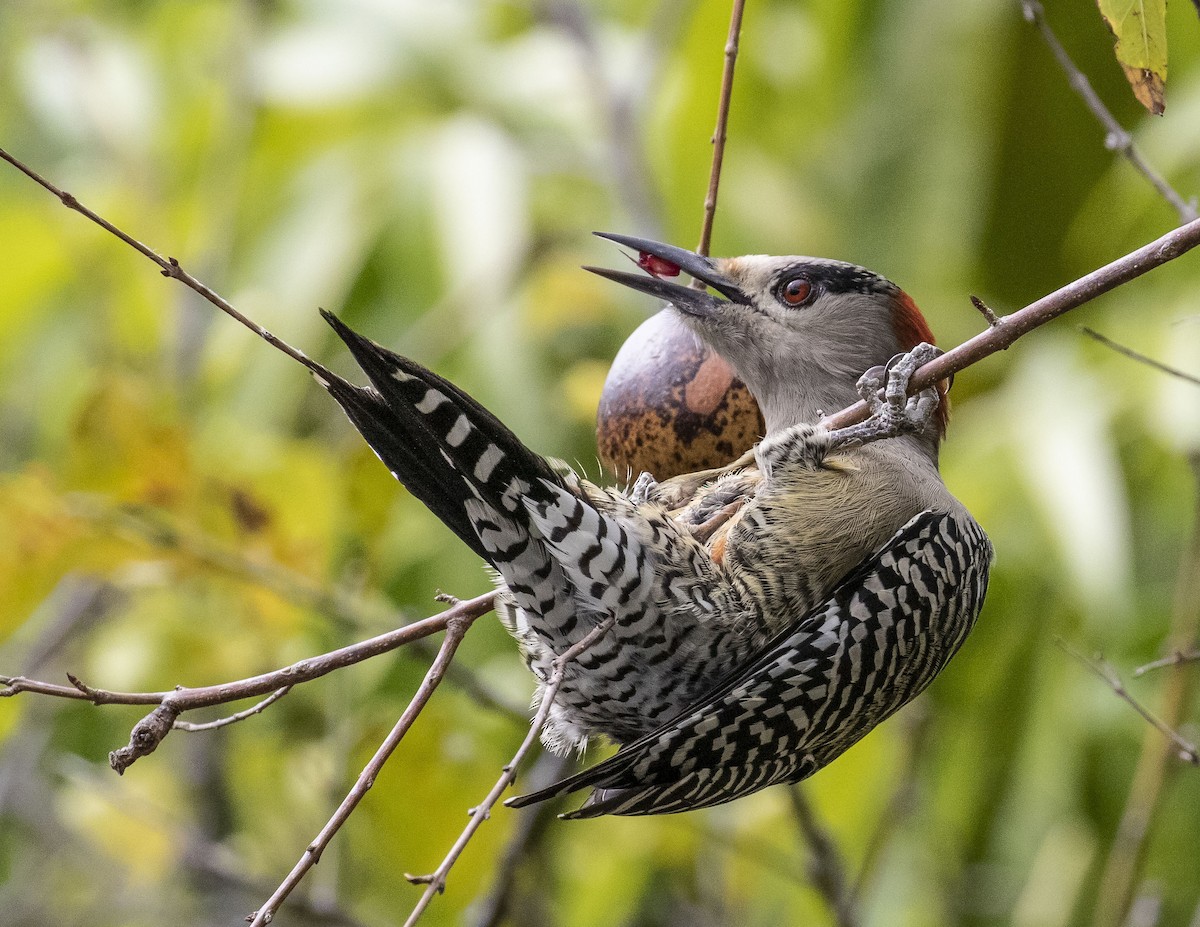 West Indian Woodpecker - Kamella Boullé