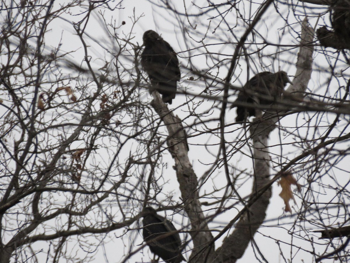 Black Vulture - ML134893611