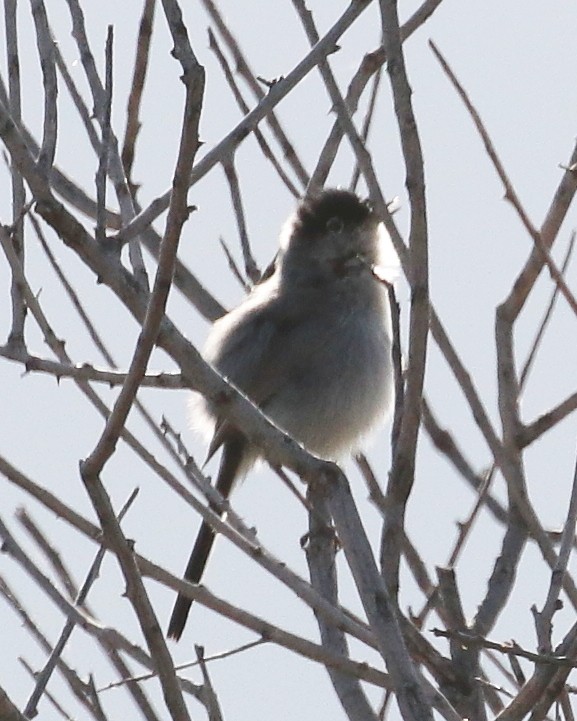 Black-tailed Gnatcatcher - ML134894981