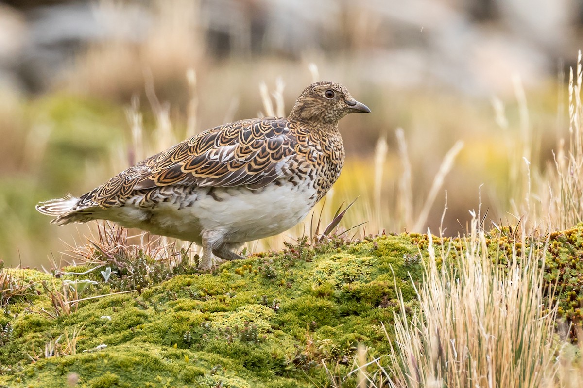 White-bellied Seedsnipe - ML134895031