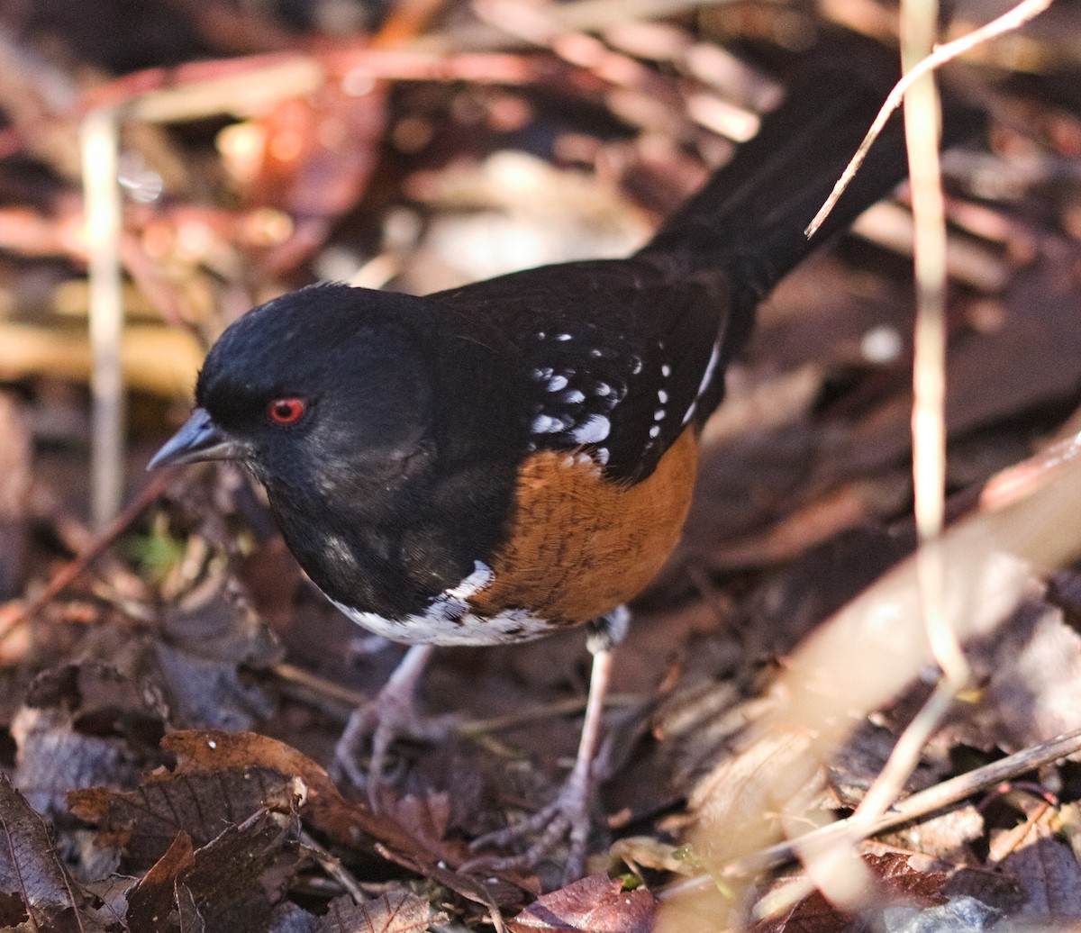 Spotted Towhee - Kevin Krebs