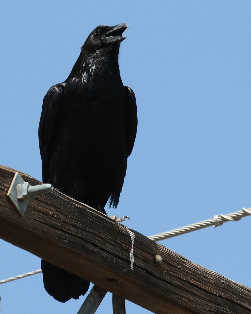 Common Raven - jan liang