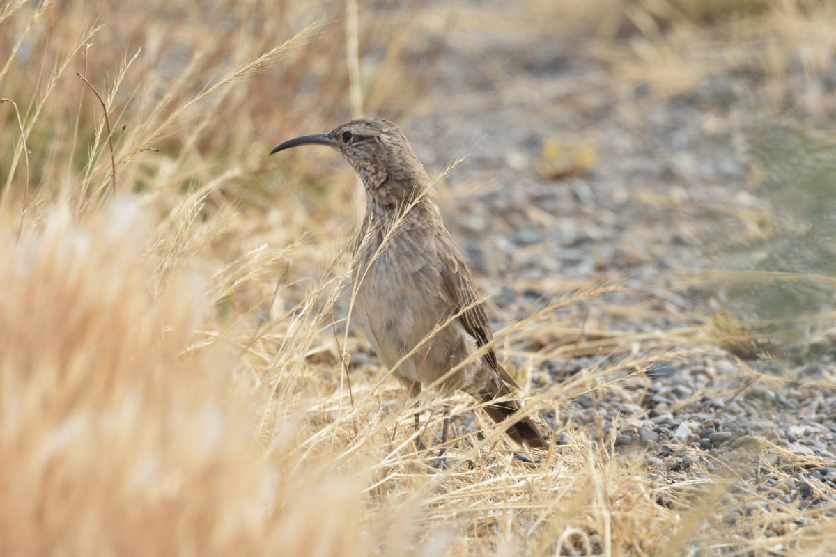 Scale-throated Earthcreeper - ML134899111