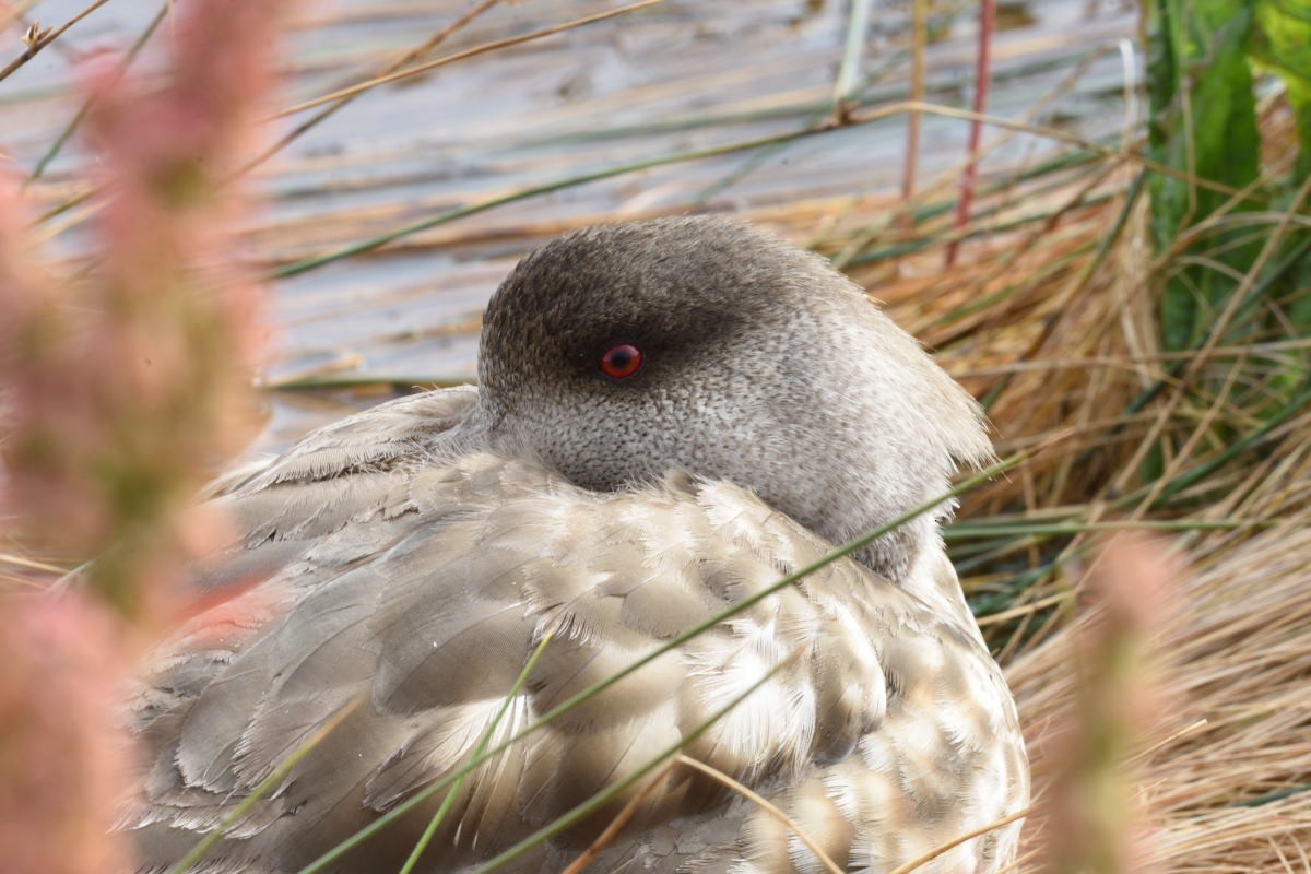 Crested Duck - ML134899211