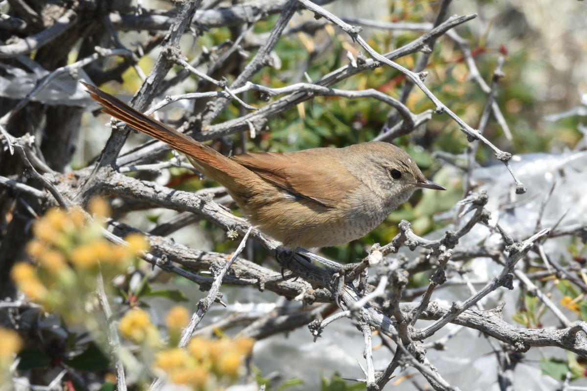 Sharp-billed Canastero - ML134899291