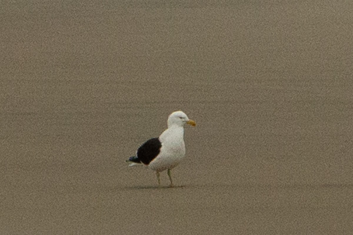 Kelp Gull - ML134902021