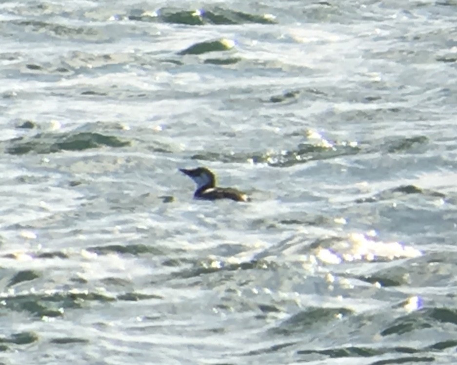 Common Murre - ML134902651