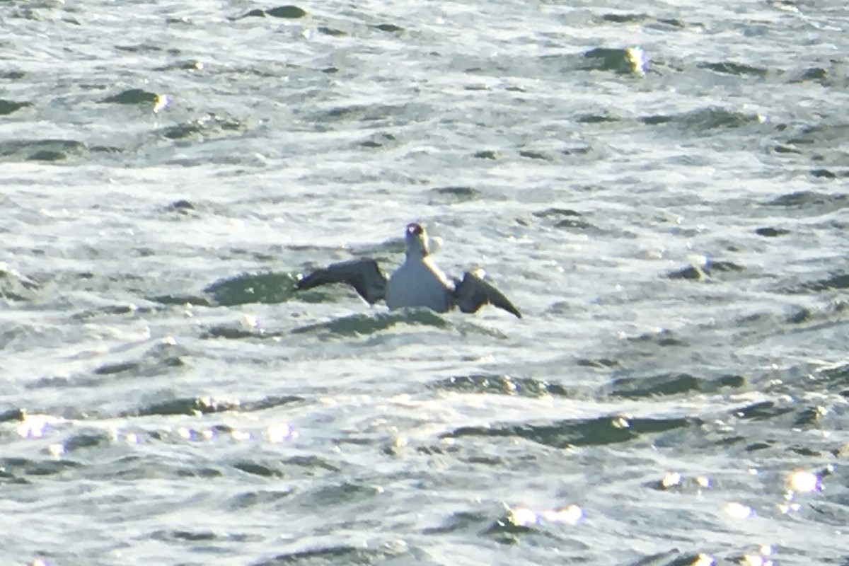 Common Murre - ML134902691