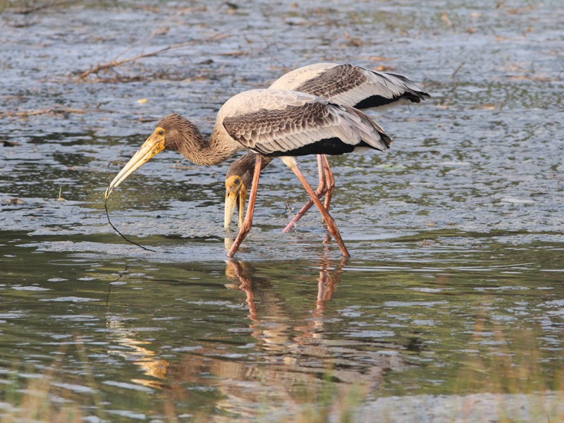 Painted Stork - ML134902741