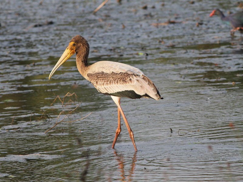 Painted Stork - Jayan Thomas