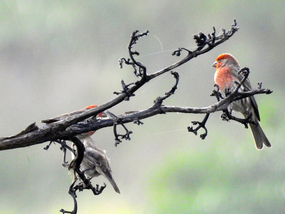 House Finch - ML134903941