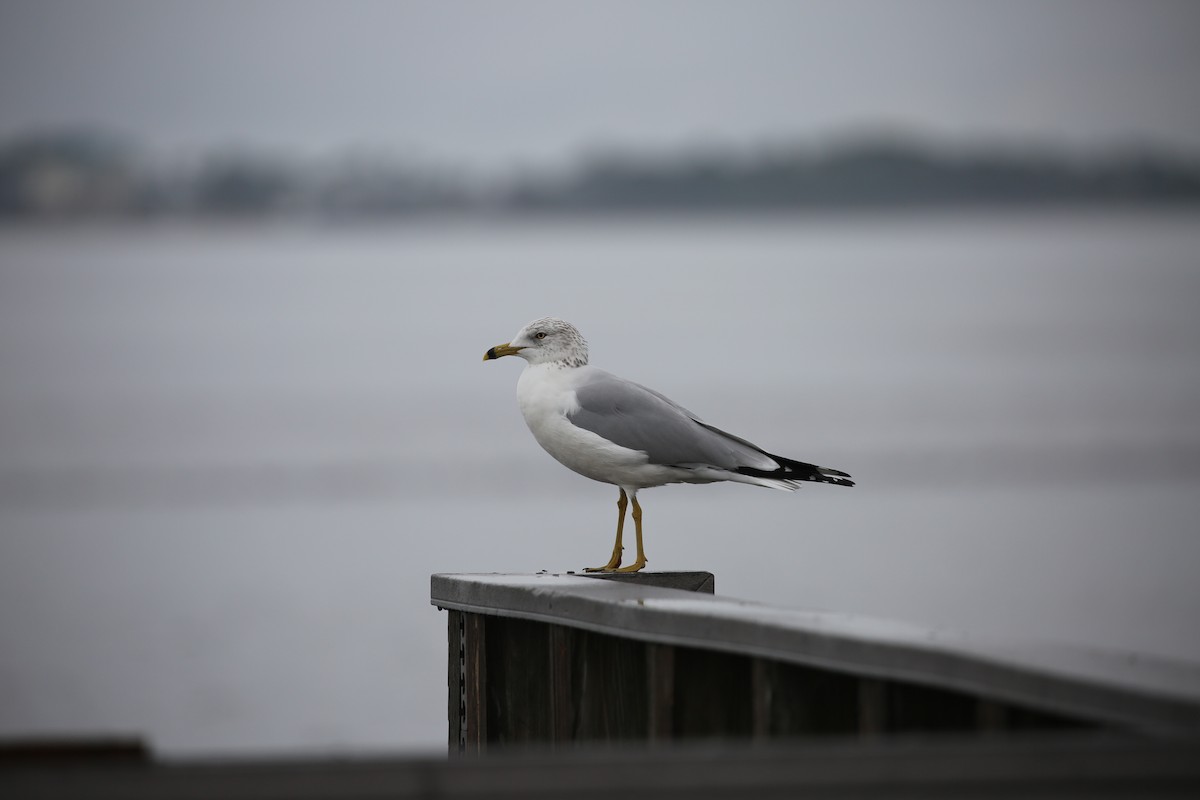 Ring-billed Gull - Eugene Huryn