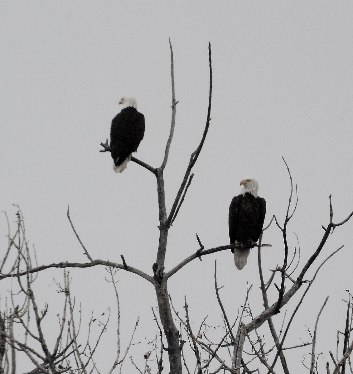 Weißkopf-Seeadler - ML134908621