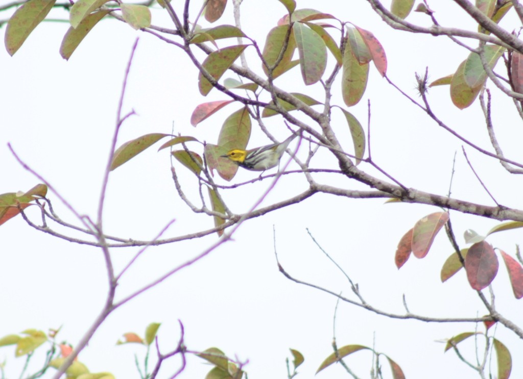 Black-throated Green Warbler - Daniel Germer