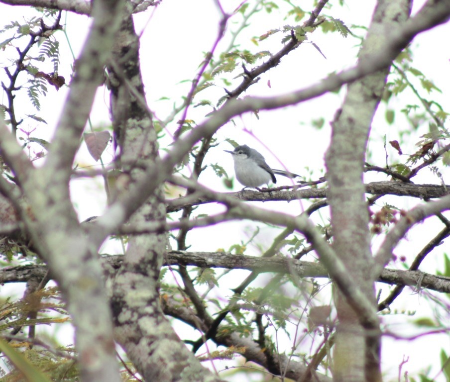 White-lored Gnatcatcher - ML134909271