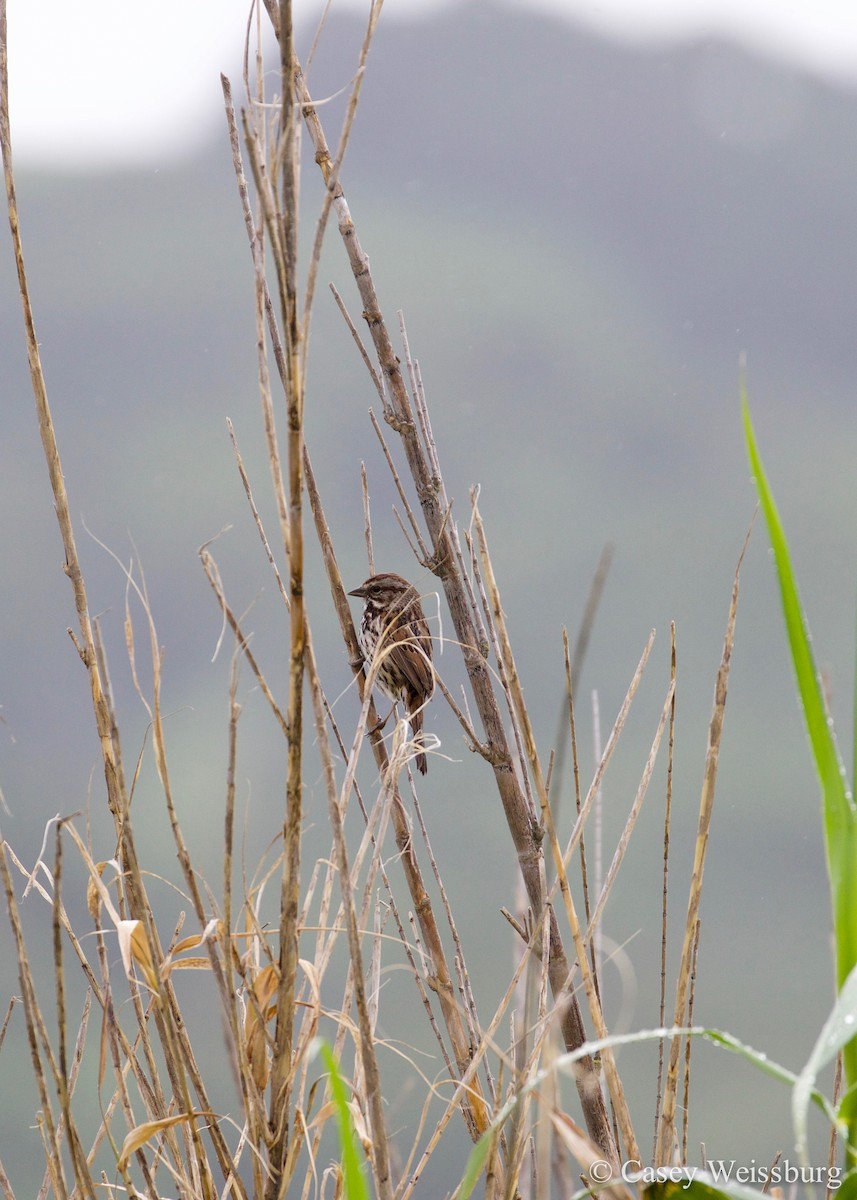 Song Sparrow - ML134909311