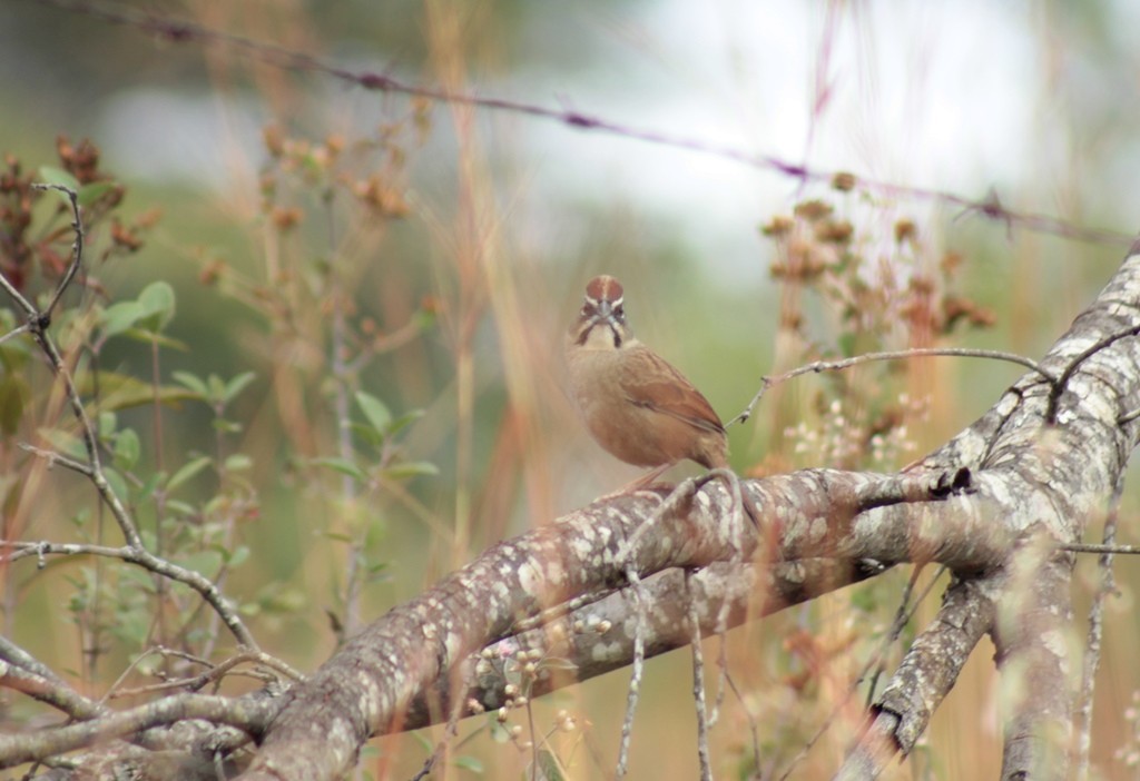 Rusty Sparrow - ML134909421