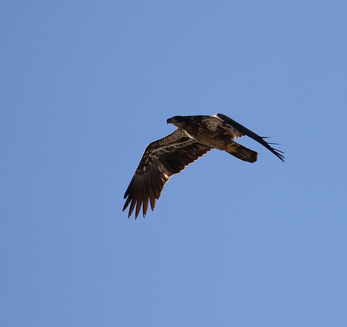 Bald Eagle - ML134910091