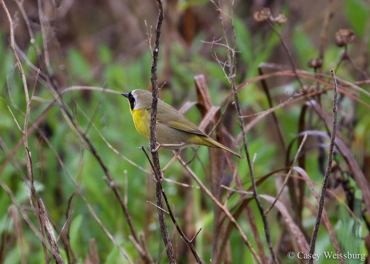 Common Yellowthroat - Casey Weissburg