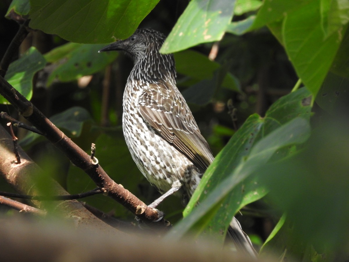 Little Wattlebird - ML134911171