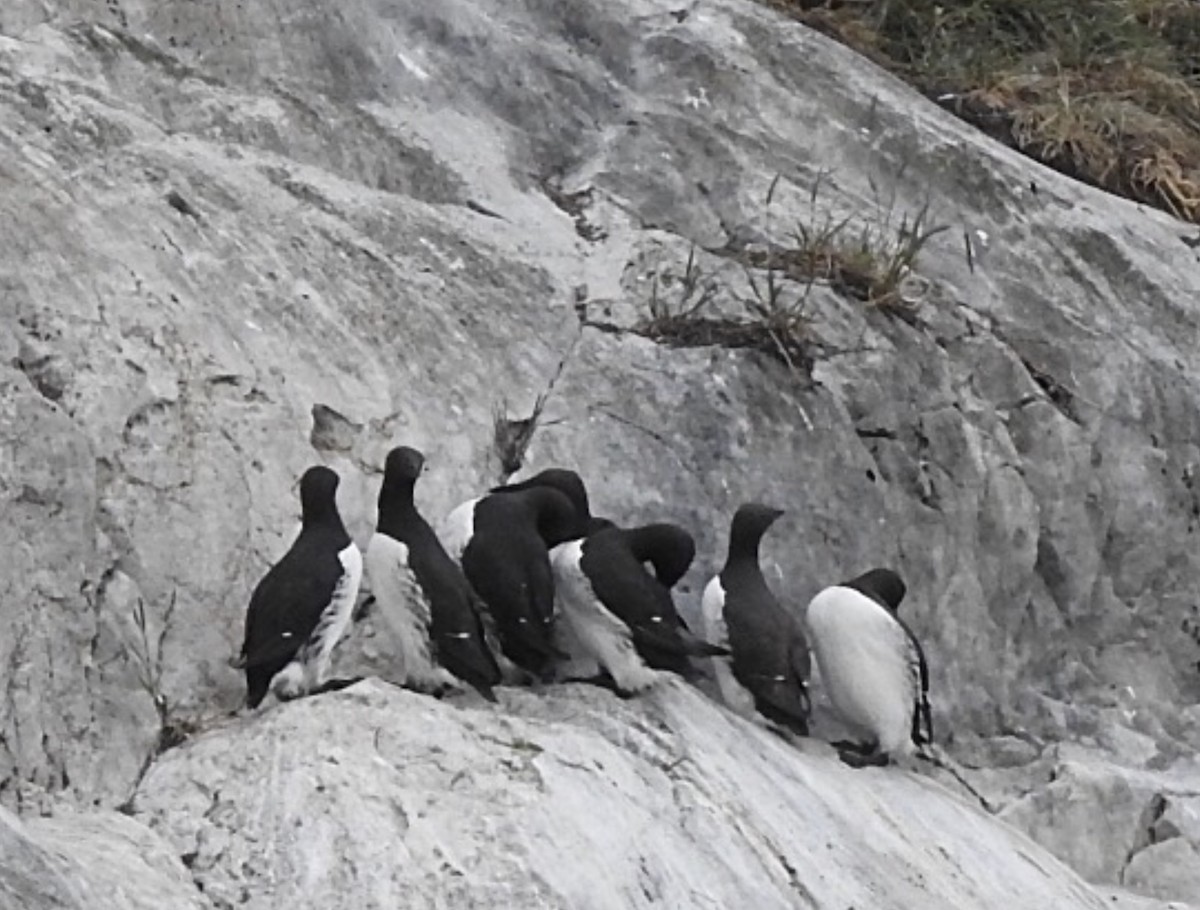 Common Murre - Linda Grebe 🦅