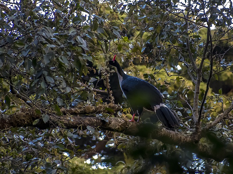 Horned Guan - ML134911981