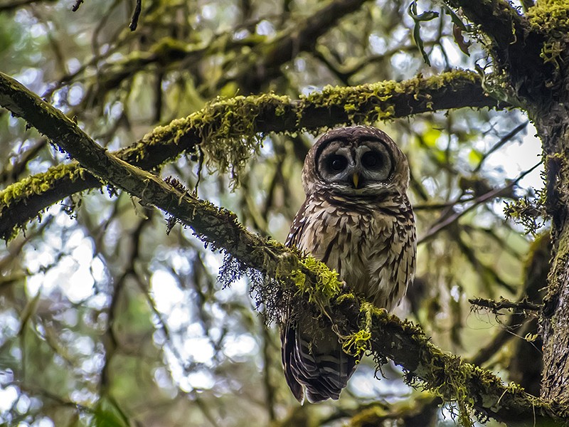 Fulvous Owl - Maynor Ovando