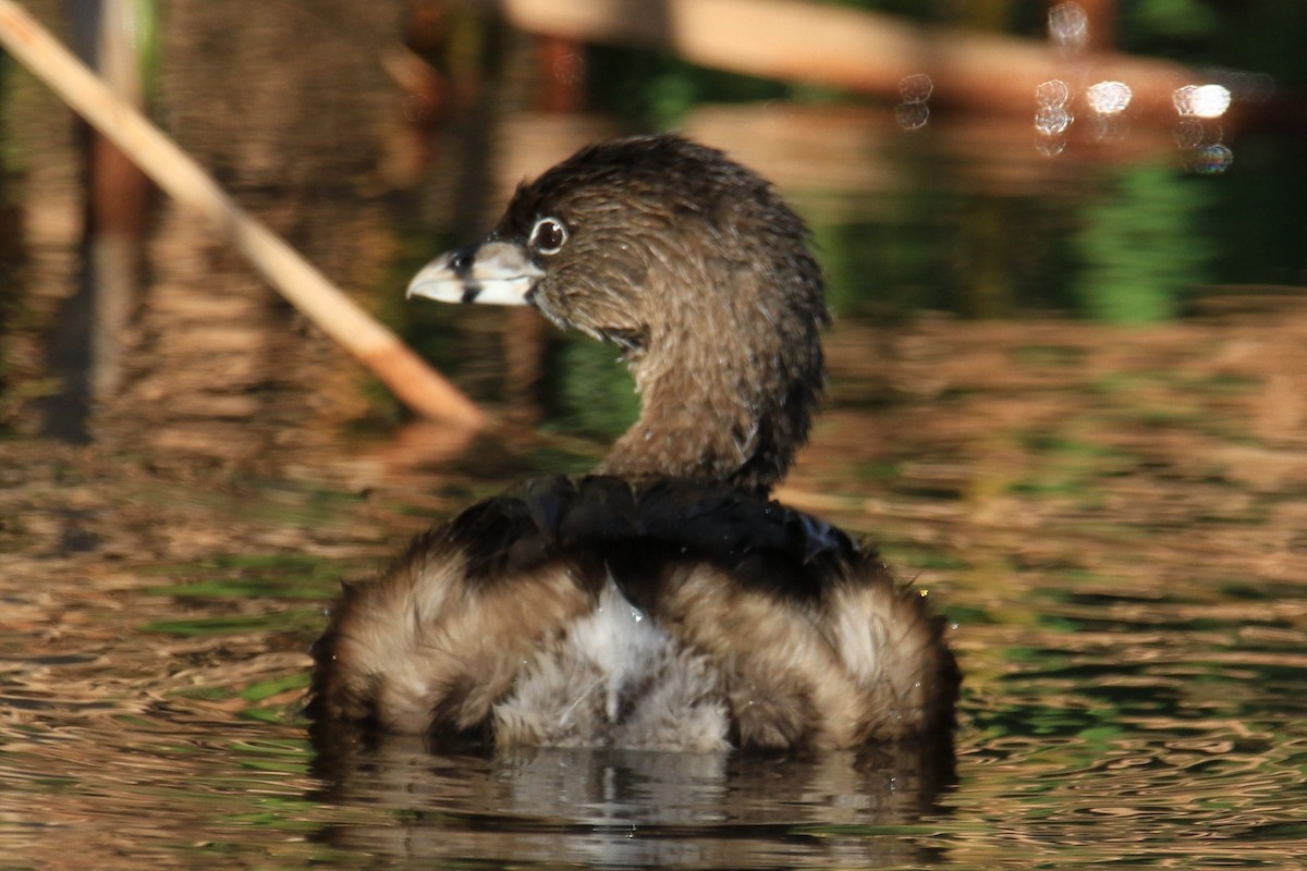 Pied-billed Grebe - ML134913671