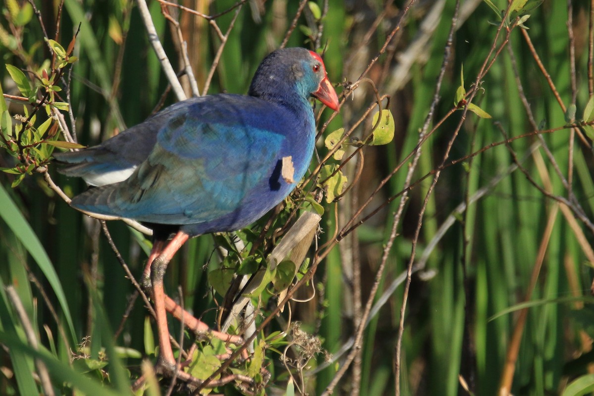 Purple Gallinule - Vivian McCoy