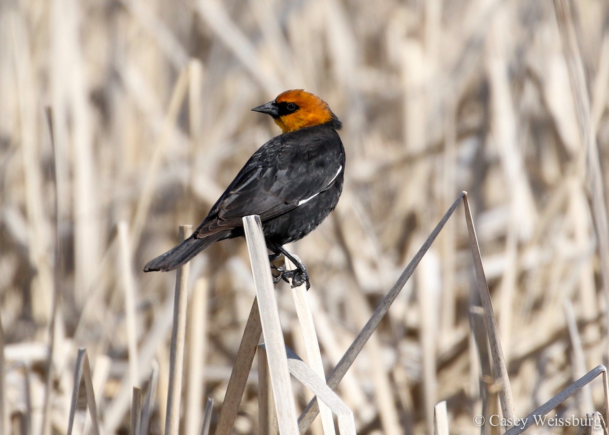 Yellow-headed Blackbird - Casey Weissburg