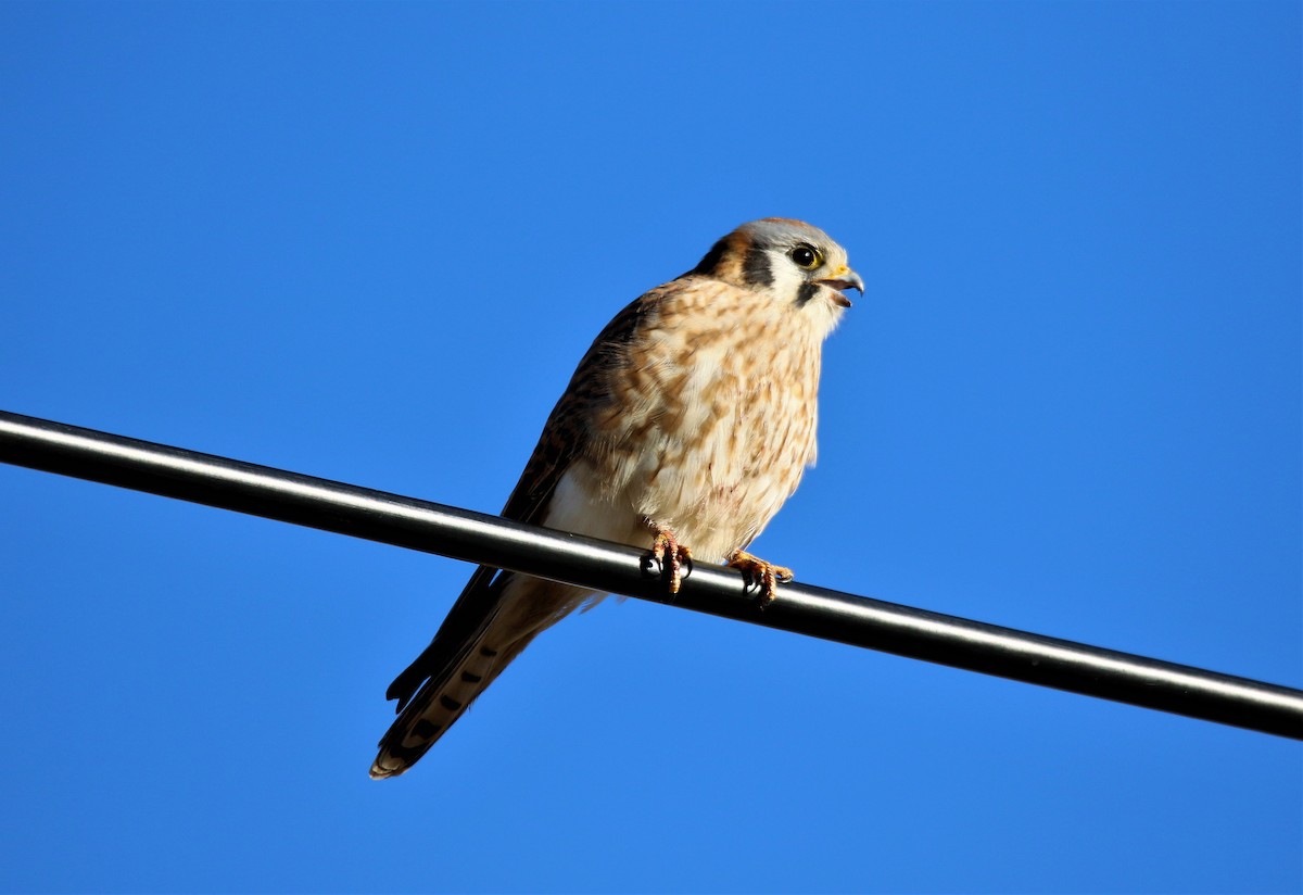 American Kestrel - ML134914891