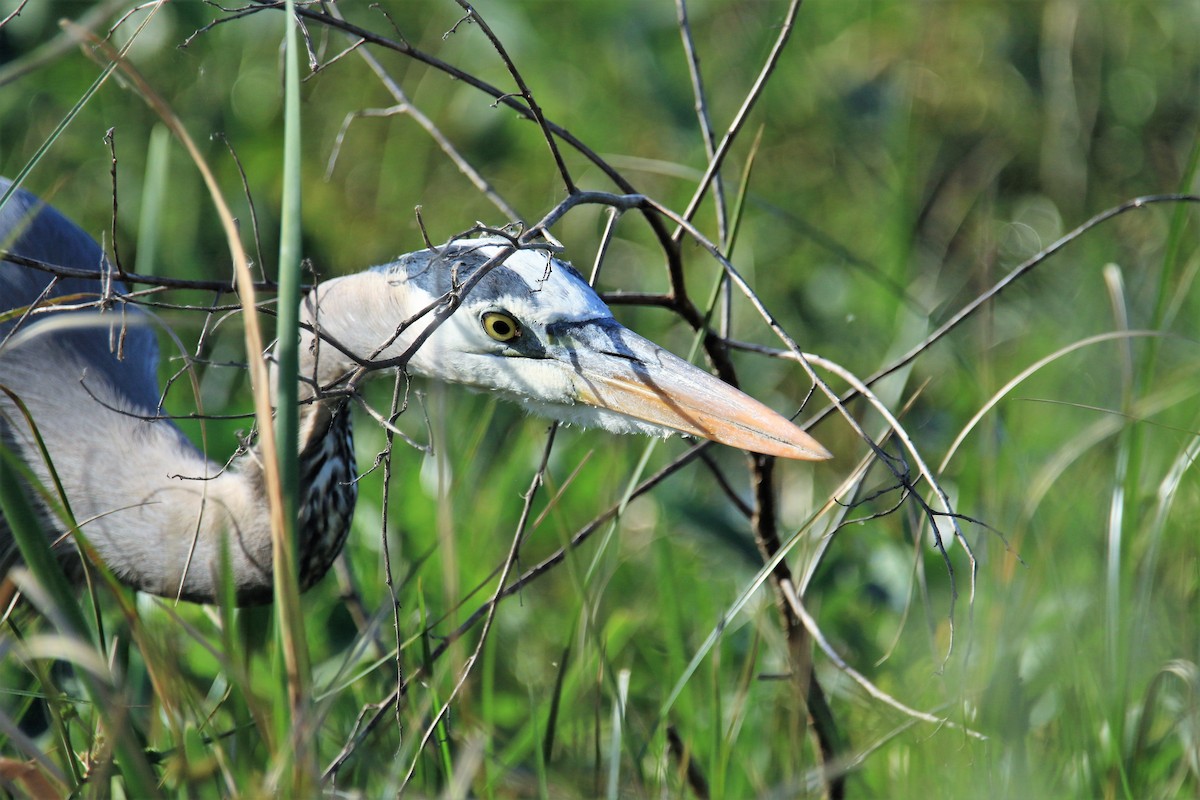 Great Blue Heron - ML134915031