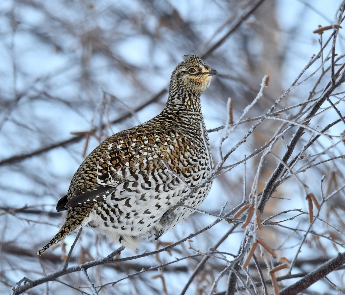 Sharp-tailed Grouse - ML134915371