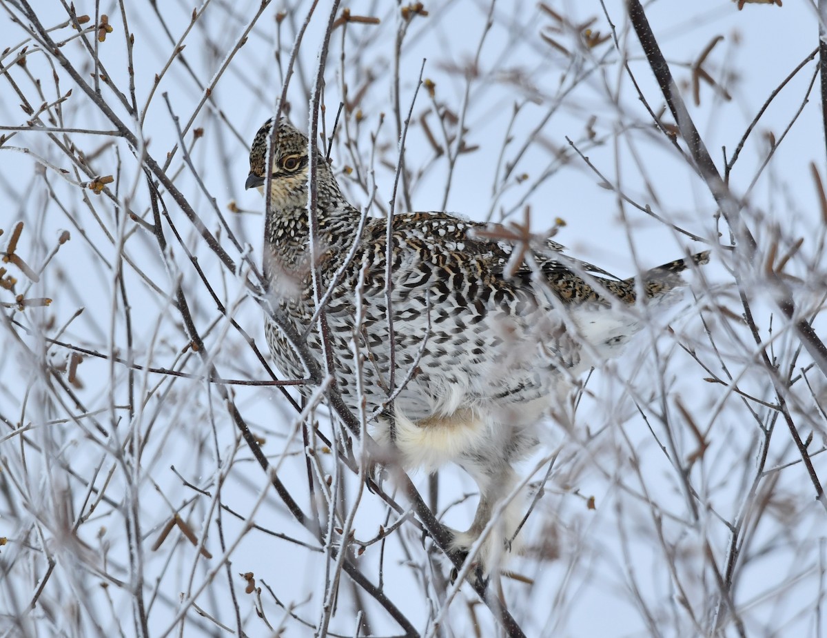 Sharp-tailed Grouse - ML134915391