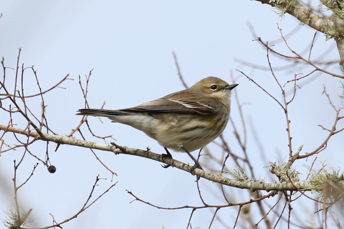 Yellow-rumped Warbler - ML134915741