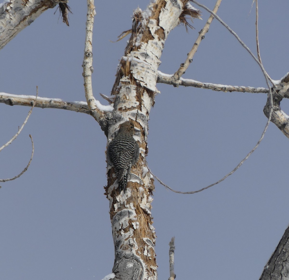 Williamson's Sapsucker - ML134915941