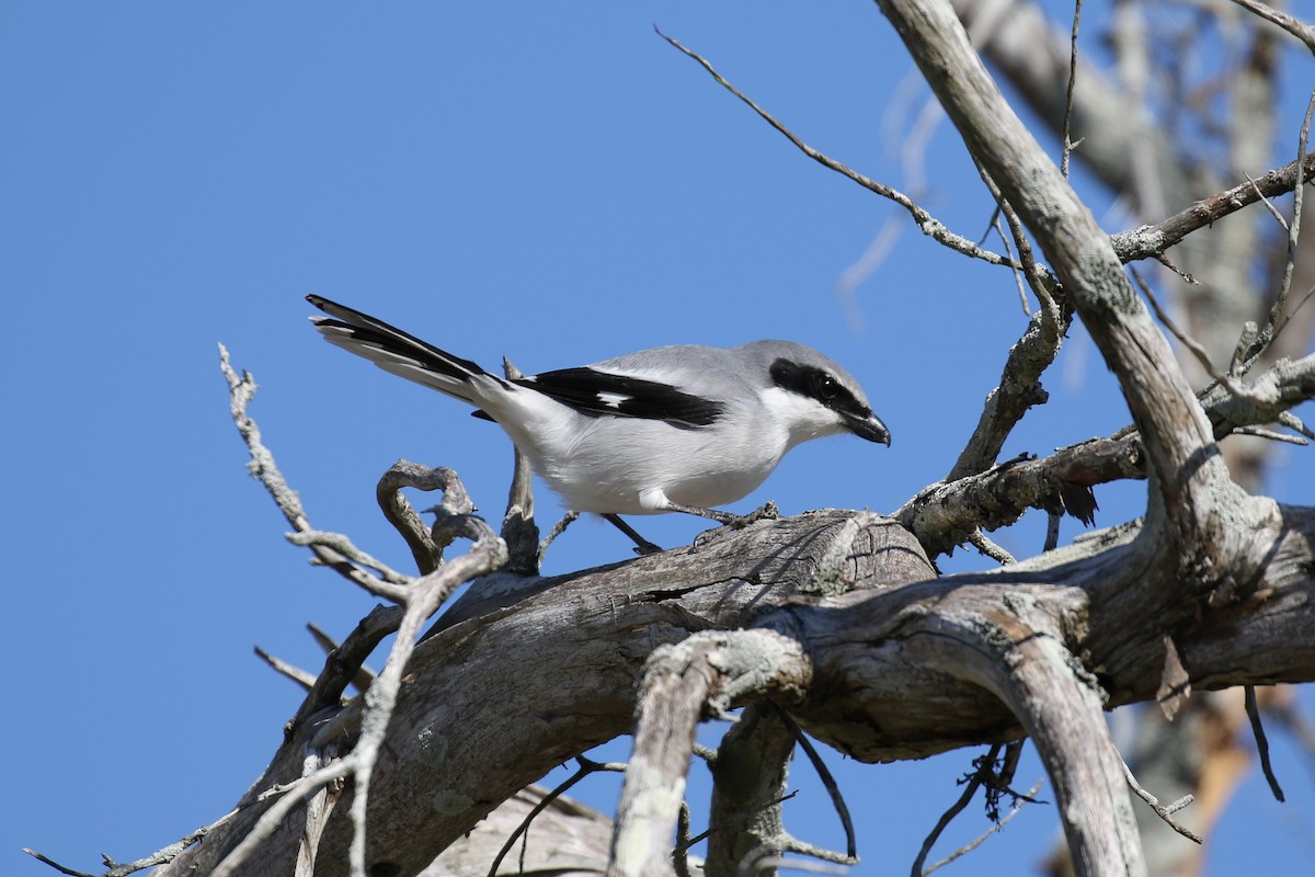 Loggerhead Shrike - ML134915961