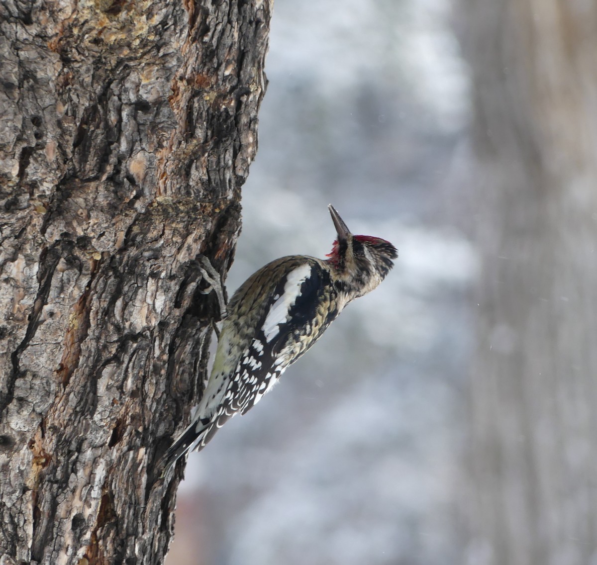 Yellow-bellied Sapsucker - ML134916031