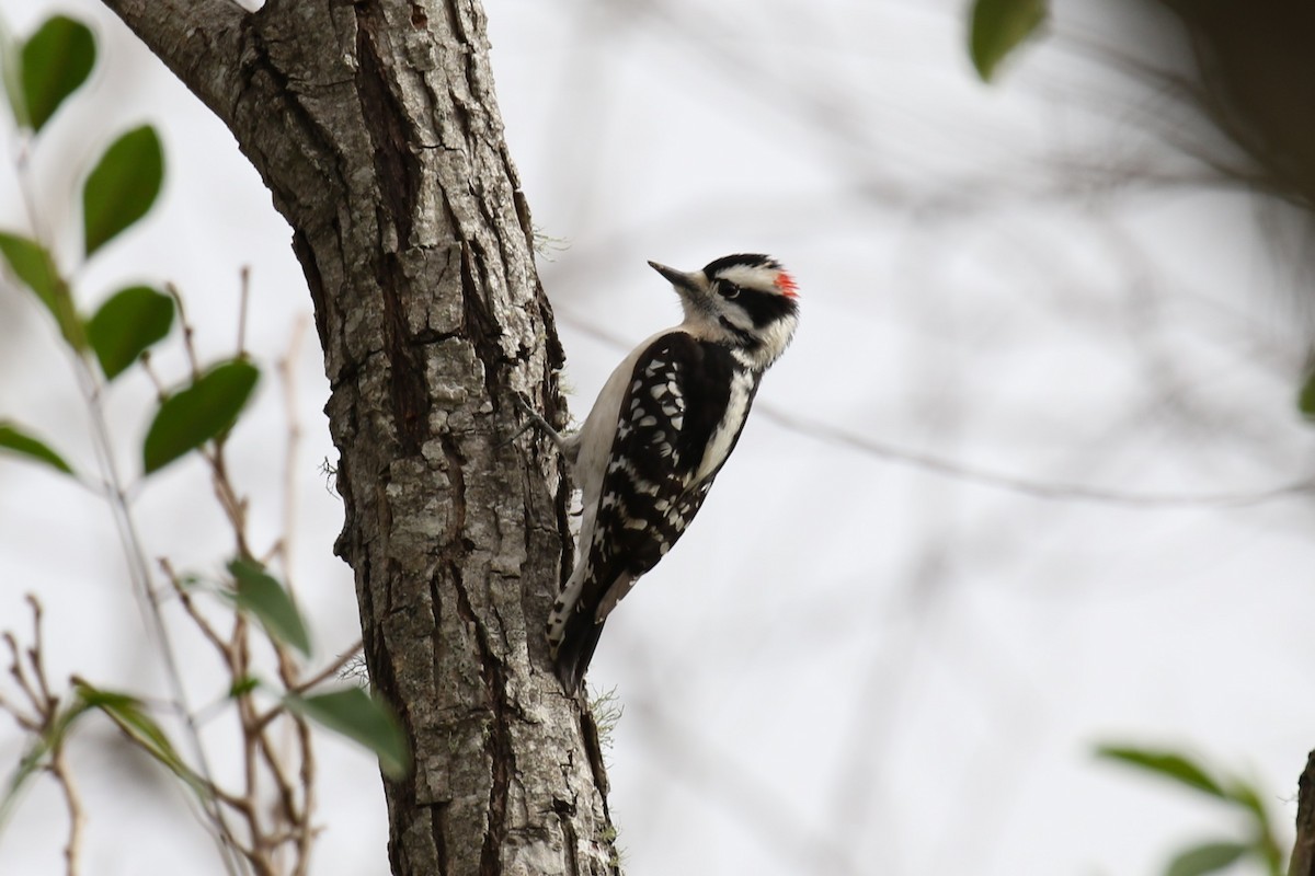 Downy Woodpecker - ML134916131