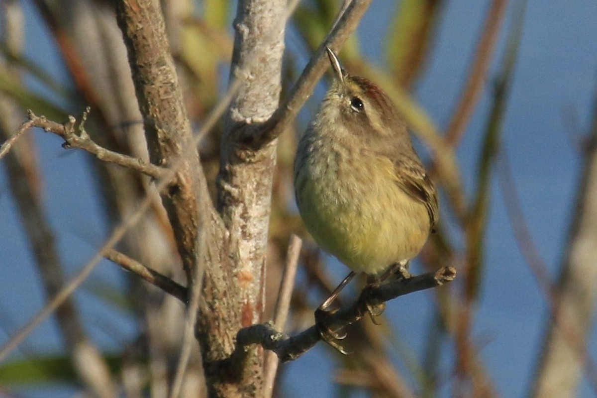 Palm Warbler - ML134917531