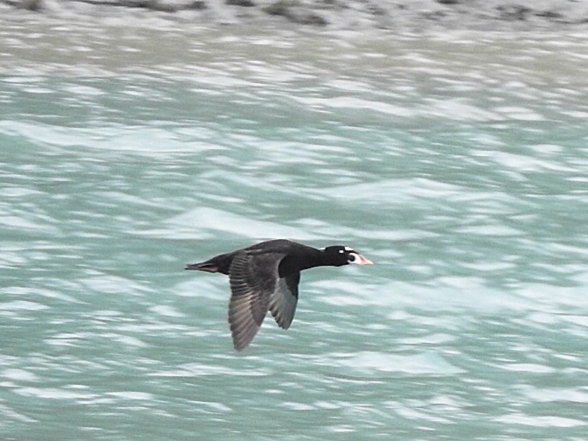 Surf Scoter - ML134917621