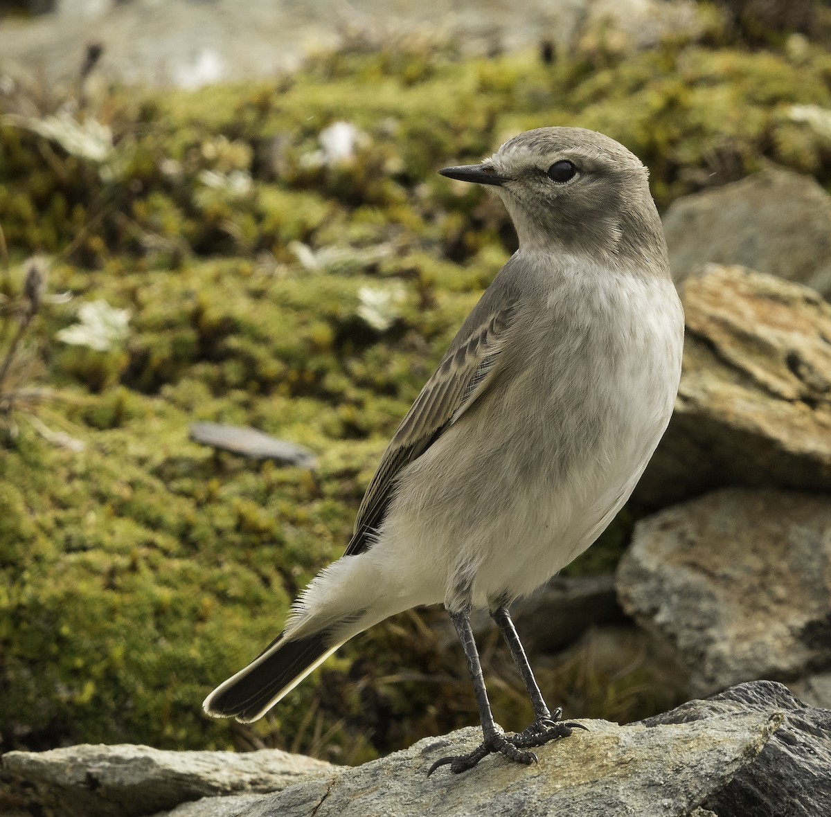 Ochre-naped Ground-Tyrant - ML134920931